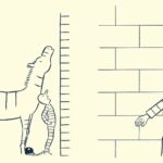 zebre prisonnier