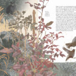 tino. a garden blackbird