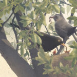 tino. a garden blackbird