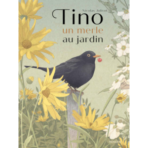 tino. a garden blackbird