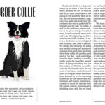 Living with dogs – A personality guide to 40 breeds