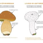 Fungi